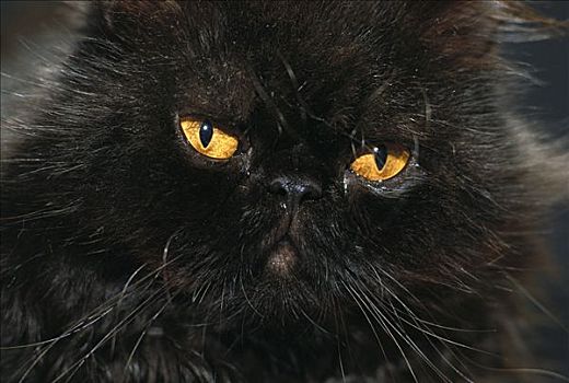 家猫,黑色,波斯猫,琥珀色,眼睛