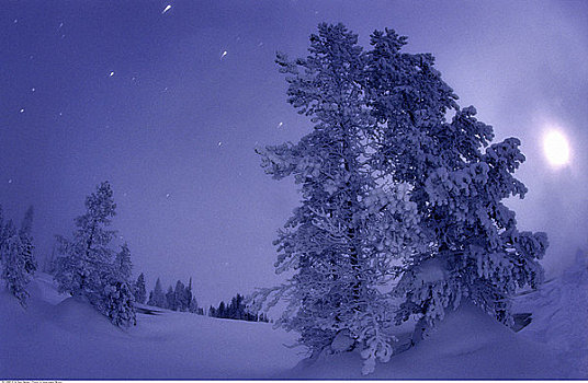 树,雪中,黄石国家公园,怀俄明,美国
