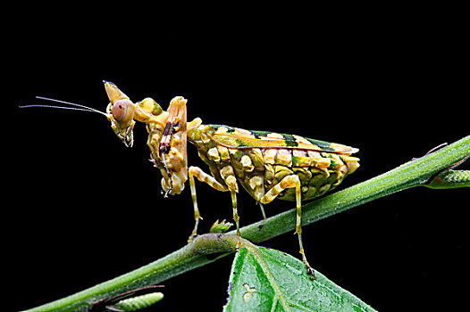 合掌螳螂,绿色,标记,保护色,亚马逊雨林,国家公园,厄瓜多尔,南美