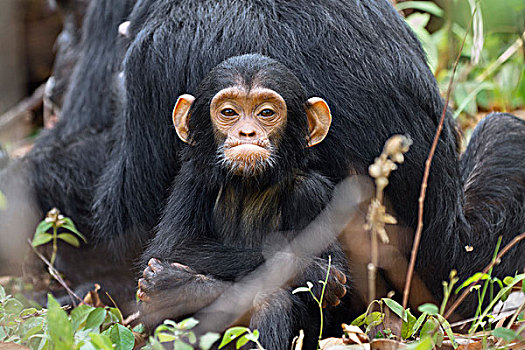 黑猩猩,类人猿,幼兽,坦桑尼亚