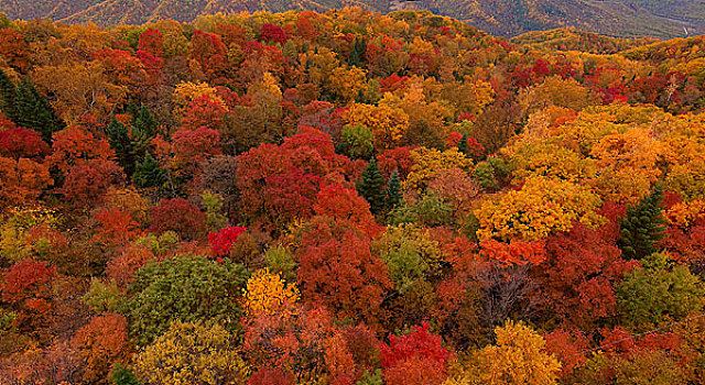 秋天的山林,黑龙江海林