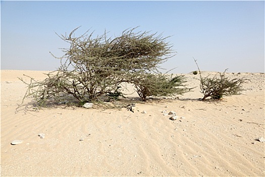 树,沙漠,卡塔尔,中东