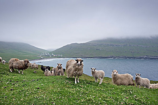 绵羊,法罗群岛,丹麦,欧洲