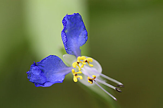 秦岭山中野花