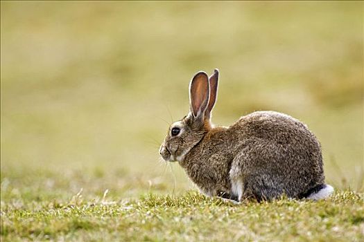 兔子,兔豚鼠属,国家公园,火地岛,阿根廷,南美