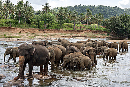 亚洲,东方,大象,象属,牧群,浴,河,动物收容院,中央省,斯里兰卡