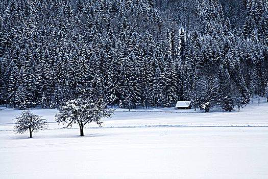冬季风景,边界,三角形,靠近,卡林西亚,奥地利