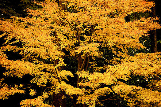 黄枫叶林-武汉植物园