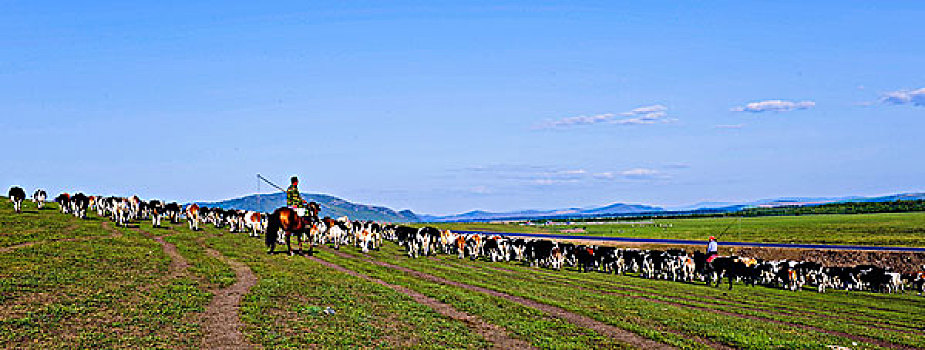 牧场,草地,牛群,大兴安岭