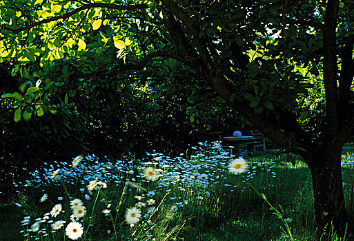 白花,花园