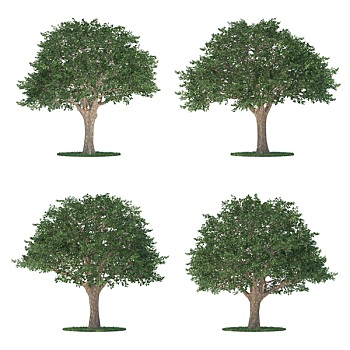 树,收集,隔绝,白色背景