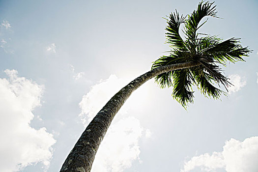 仰视,棕榈树,蓝天,宿务,菲律宾