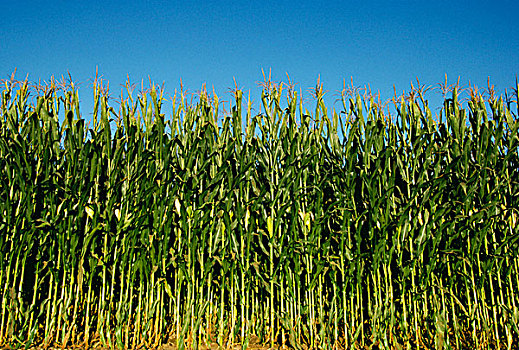 农业,玉米,就绪,丰收,爱荷华,美国