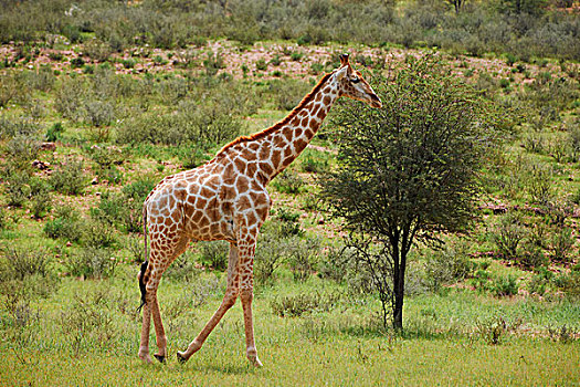 长颈鹿,卡拉哈迪大羚羊国家公园,博茨瓦纳,南非,非洲