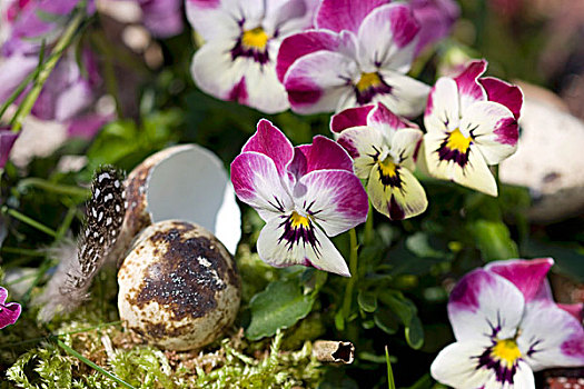 有角,紫罗兰,鹌鹑蛋,装饰