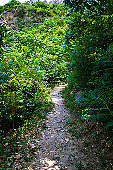 崎岖的山间小路