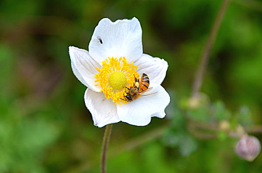 花中蜜蜂,花,蜜蜂,采蜜