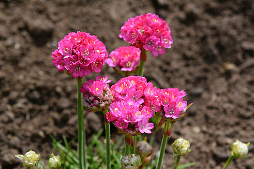 鲜明,粉色,花