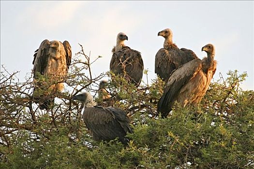 南非兀鹫,埃托沙国家公园,纳米比亚,非洲