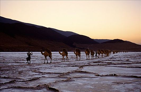 骆驼,驼队,叶子,阿萨勒湖,黎明,脚,仰视,海平面,地点,非洲,游牧,部落男子,收集,盐,高,温度,罐