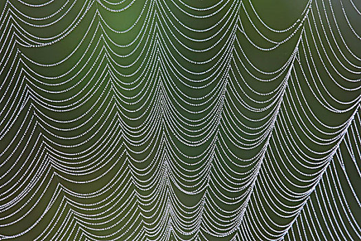 蜘蛛,蜘蛛网,遮盖,露珠,北卡罗来纳,美国