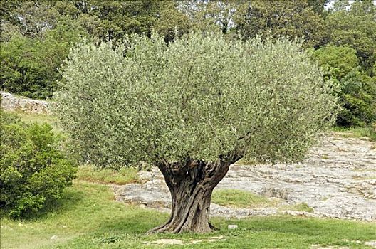 橄榄树,欧橄榄,普罗旺斯,法国南部,法国,欧洲