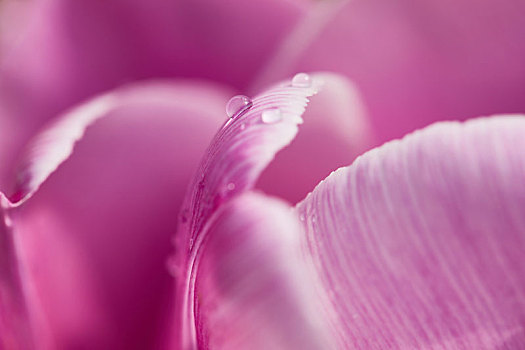 紫色花瓣水珠特写