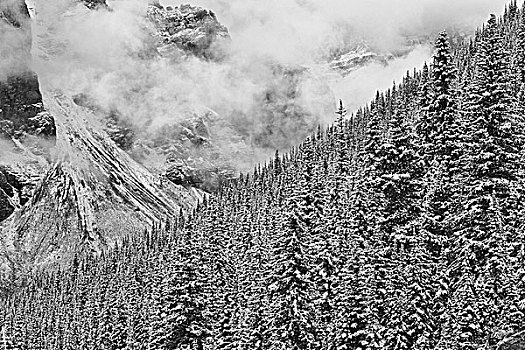 积雪,针叶树,树林,十峰谷,班芙国家公园,艾伯塔省,加拿大