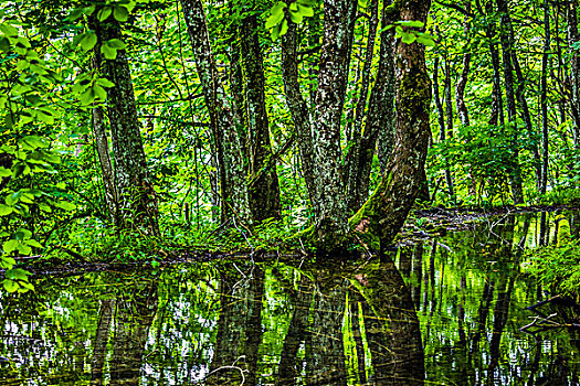 树,反射,水,十六湖国家公园,克罗地亚