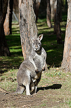 澳大利亚,阿德莱德,野生动植物园,红袋鼠,袋鼠,哺乳动物,站立