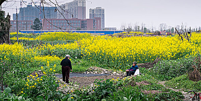 油菜花地老夫妇