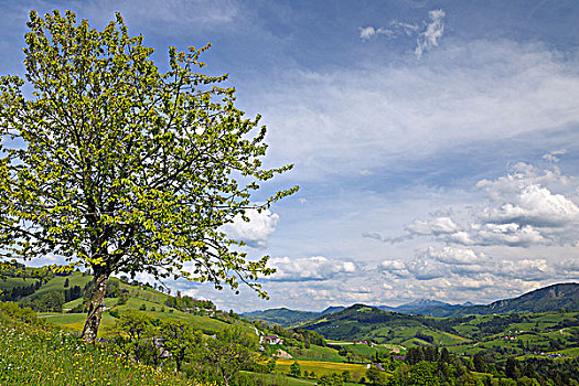 樱桃树,群山,下奥地利州,奥地利