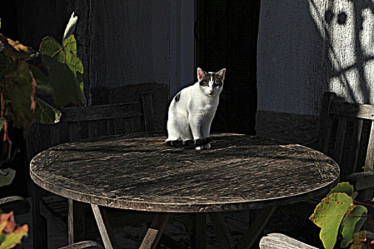 猫,坐,桌子,户外