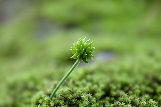 植物