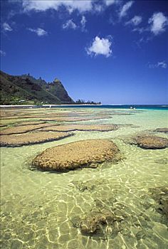 夏威夷,考艾岛,海滩,特写,礁石,潮汐