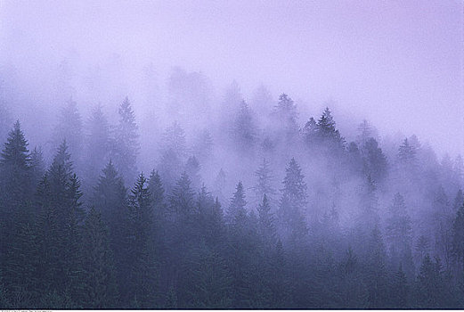 树,雾,瑞士
