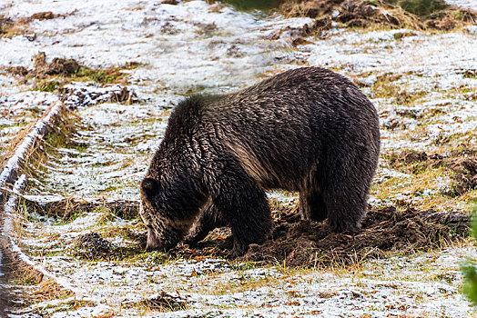大灰熊,棕熊,寻找,食物,秋天,黄石国家公园,怀俄明,美国,北美