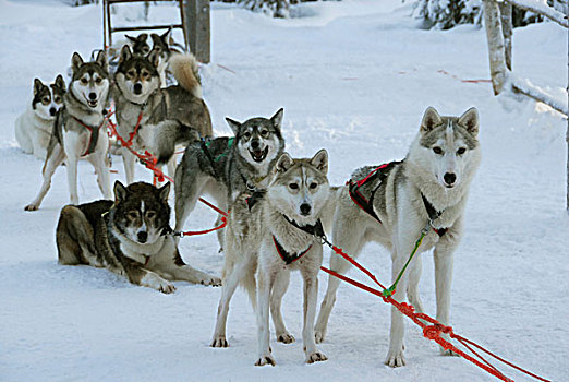 驯服,狗,西伯利亚,哈士奇犬,雪撬,团队,雪,拉普兰,芬兰,欧洲