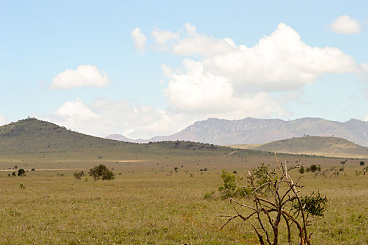 风景,查沃,东方,大草原,肯尼亚