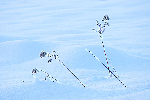 植物,冬天