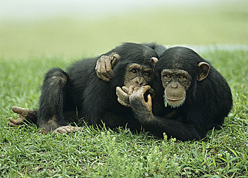 黑猩猩,幼兽,两个,草地,卧