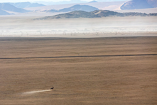航拍,孤单,南非大羚羊,羚羊,索苏维来地区,国家公园,纳米比诺克陆夫国家公园,纳米比亚,非洲