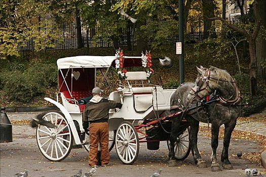 马车,中央公园,纽约,美国