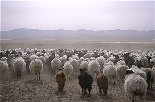 蒙古,绵羊,后杭爱省,省