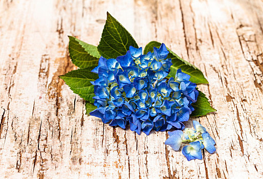 蓝色,八仙花属,木质,地下