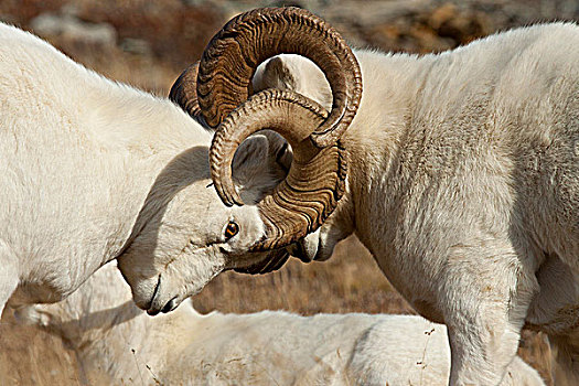 两个,野大白羊,公羊,角力,争执,支配,秋天,德纳利国家公园和自然保护区,室内,阿拉斯加