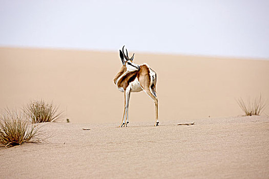 跳羚,成年,动物,沙丘,纳米布沙漠,纳米比亚