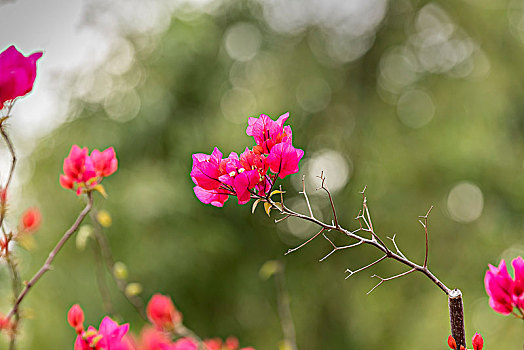 勒杜鹃花开红艳艳