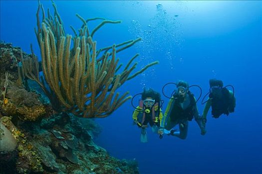 三个,潜水者,上方,珊瑚礁,加勒比海,洪都拉斯,中美洲