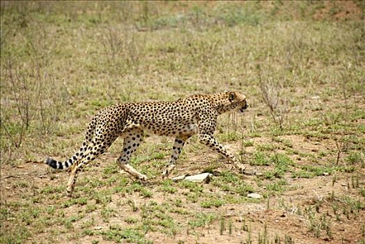 印度豹,猎豹,安静,猎捕,塞伦盖蒂国家公园,坦桑尼亚